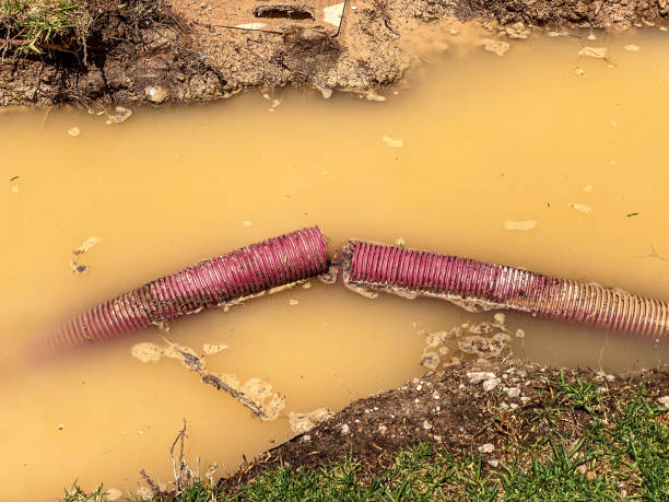 Best Local water damage restoration  in Bliss Corner, MA